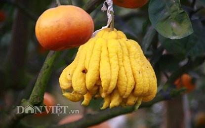 Để đáp ứng nhiều đối tượng khách hàng, vườn nhà ông cũng có đủ loại cây từ bình dân vài trăm nghìn một cây cho đến loại 