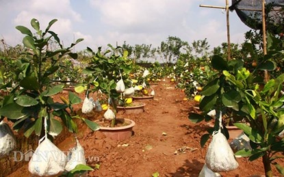 Với tổng diện tích hơn 7000m2, hiện cả vườn cảnh có khoảng trên 200 cây.