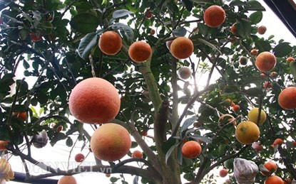 Các loại quả gồm bưởi, cam, phật thủ, quýt, quất, chanh đào cùng mọc trên một cây, được cho là sẽ mang lại may mắn và sự thịnh vượng cho gia chủ. 