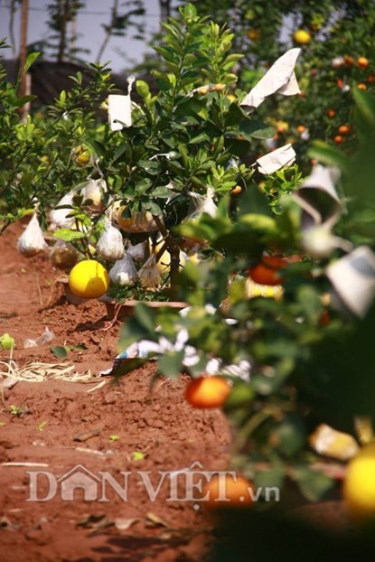 Sáng tạo ra loại cây độc đáo 9 loại quả năm nay, ông mong muốn cây càng nhiều quả sẽ giống như các con, cháu sẽ càng đông hơn, càng sum vầy nhiều hơn bên gia đình và người thân mỗi dịp Tết đến, xuân về.