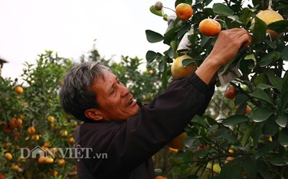  Ông Giáp chăm sóc khu vườn của mình để cung cấp hàng siêu lạ giá rẻ cho thị trường Tết Ất Mùi.