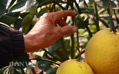 Để có được cây ngũ- thất- cửu quả đẹp, người làm phải biết chọn những cành ghép chuẩn, đặc biệt là quả chọn ghép phải đẹp, có sức sống. 