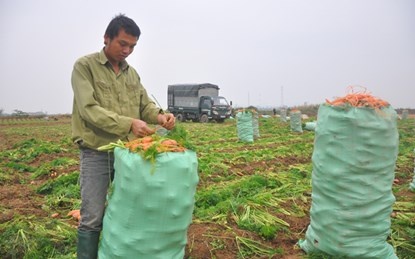 Ca rot mat gia, nong dan mat Tet hinh anh