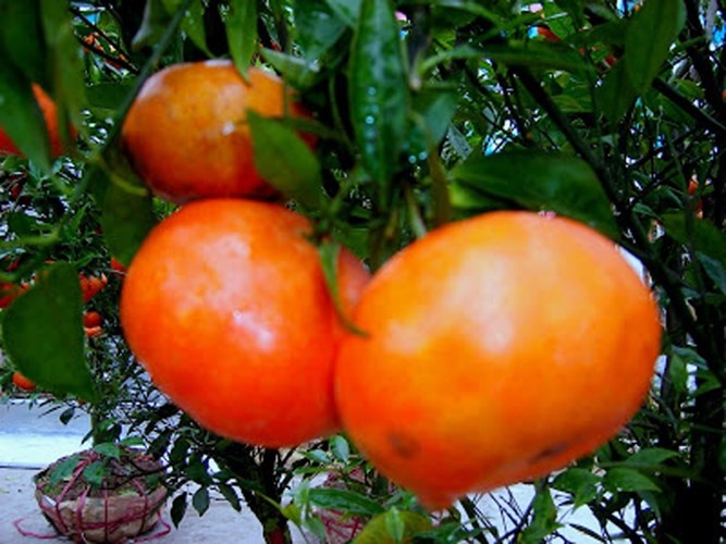 Trái cây giàu vitamin C. Cam, quýt, bưởi là những “ứng cử viên” hàng đầu trong việc cung cấp nguồn vitamin C. Bên cạnh đó, loại quả này còn có nhiều quercetin và limonoids có tác dụng chống viêm, khử trùng, chống dị ứng và ung thư.