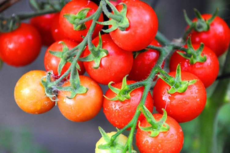 Cà chua. Cà chua giàu lycopene từng được chứng minh có tác dụng ngừa ung thư tinh hoàn, tiền liệt tuyến. Đáng lưu ý, kết quả nghiên cứu được thực hiện bởi các nhà khoa học Italy chỉ ra, những người ăn cà chua sống 7 lần trở lên mỗi tuần có khả năng giảm tới 60% nguy cơ phát triển ung thư dạ dày, đại tràng, trực tràng so với người chỉ ăn 2 lần hoặc ít hơn.