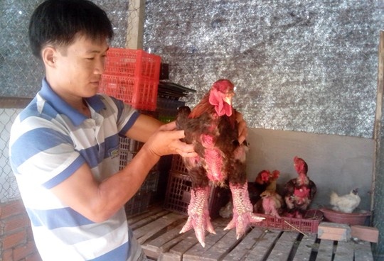 Ga 'chan khung' gay sot o mien Tay hinh anh