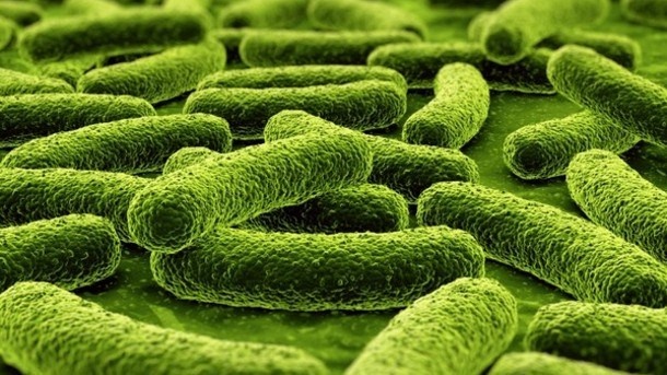 Chủng lợi khuẩn Lactobacillus paracasei.