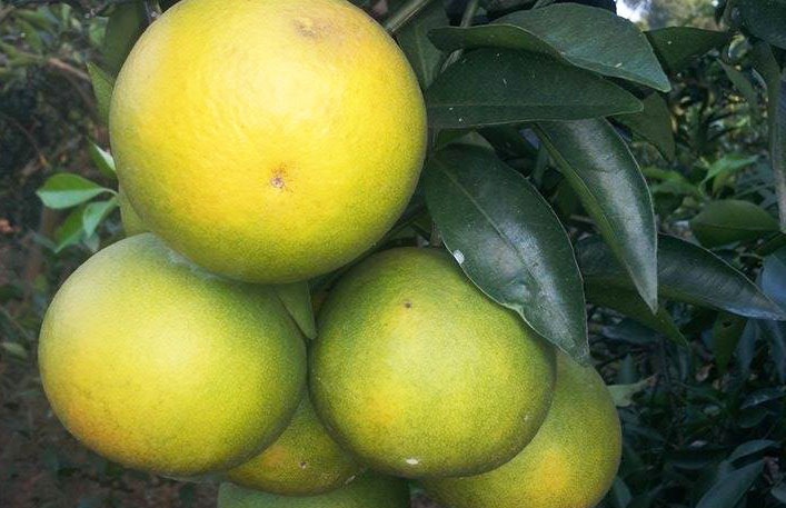 Vung nui doi doi, nhieu nguoi giau nho cam long vang hinh anh