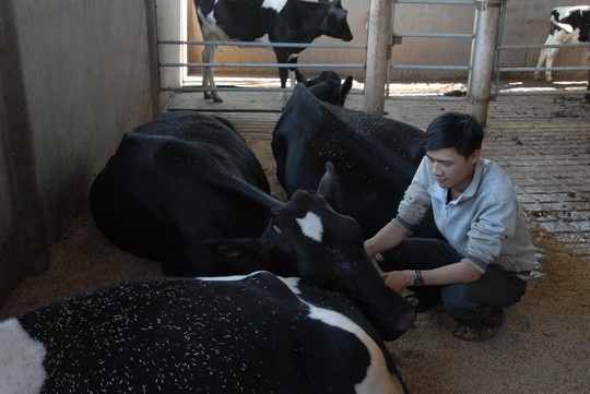 Dalat milk: Moi ngay do bo toi 4 tan sua hinh anh
