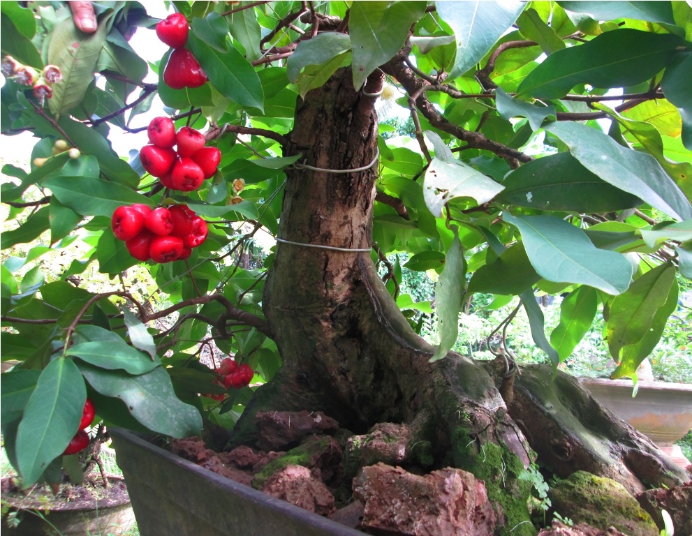 Cay doc chung Tet: Kieng trai trong chau vua ngam, vua an hinh anh