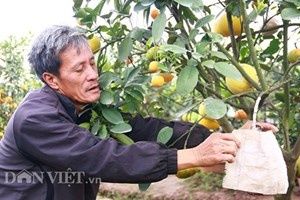 Ty phu cay ngu-that-cuu qua khong he giau bi quyet hinh anh