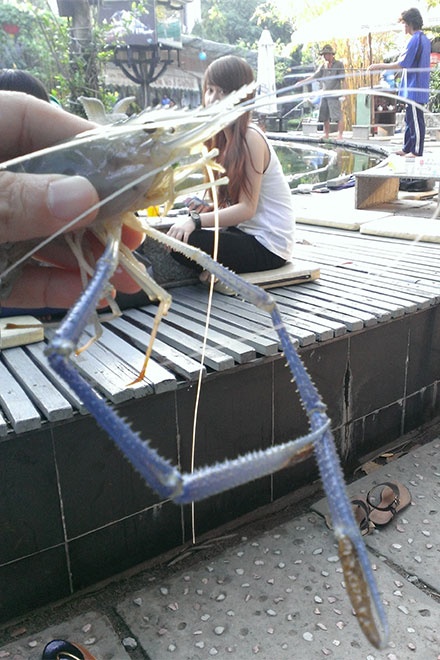 Tại đây, một số “cần thủ” thậm chí có lời khi câu được khoảng 1 -2 kg tôm trong vài giờ câu.