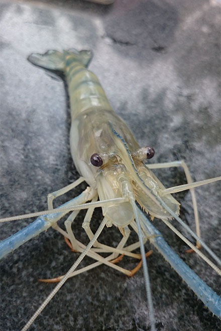 Cần câu quán cho mượn miễn phí, mồi câu (giun) khách tự mang vào, hoặc mua tại quán với giá 15.000 đồng/hộp.