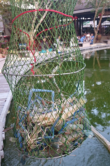 Tôm càng xanh nhỏ cỡ này, giá khoảng 250.000 – 300.000 đồng/kg