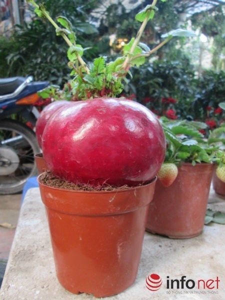 Theo những người bán cây cảnh trên đường Hoàng Hoa Thám (Ba Đình, Hà Nội), nhờ có màu đỏ, hình dáng tượng trưng cho sự tròn đầy, may mắn nên được nhiều người chọn mua làm cây cảnh chưng Tết. Tùy vào hình dáng, kích cỡ, gía củ cải đỏ dao động từ 150- 200 nghìn đồng/củ. Tuy nhiên do nguồn hàng khan hiếm nên hầu hết cửa hàng nào cũng trong tình trạng 