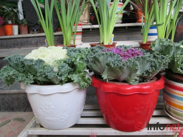 Với kích thước nhỏ, chiều cao thấp nên cây bắp cải thường được đặt trong phòng khách.