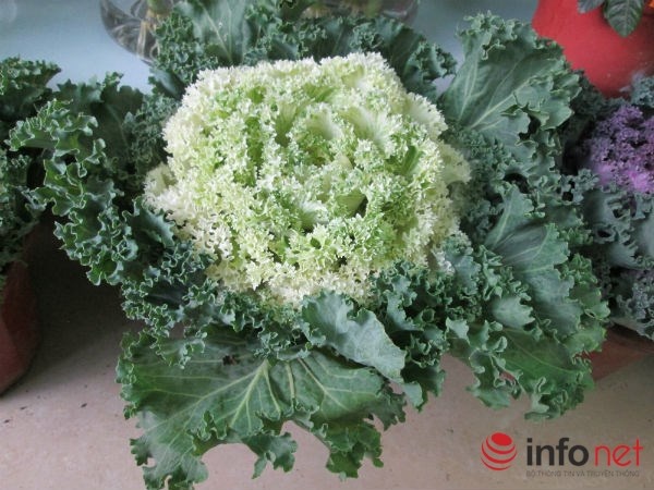 Mỗi cây bắp cải như một bông hoa cỡ lớn được bao bọc bởi những lớp lá xanh bên ngoài.