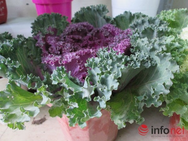 Cai bap, cai cu 'len doi' cay canh choi Tet hinh anh