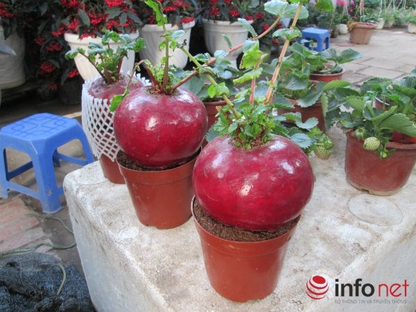 Màu sắc đỏ thẫm, hình dáng tròn tượng trưng cho sự may mắn, tròn đầy nên nhiều người chọn củ cải đỏ chơi Tết. Tại một cửa hàng khác, nhân viên cửa hàng cho biết, rất nhiều người hỏi mua củ cải đỏ nhưng hiện tại củ cải đỏ hiện đang hết hàng, chỉ còn duy nhất một củ để trưng bày. Trung bình mỗi ngày cửa hàng bán được hơn chục củ cải đỏ. Do nguồn hàng khan hiếm nên đối với đợt hàng tiếp theo nhân viên cũng không dám nói trước về giá cả.