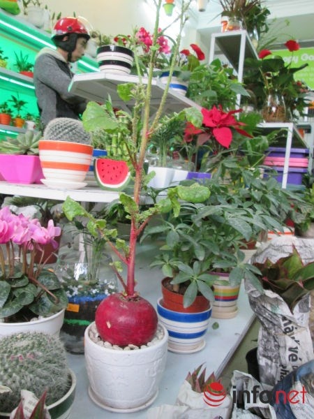 Việc chăm sóc cây này khá đơn giản, khoảng 4 ngày lại tưới nước cho cây một lần. Sau một thời gian nuôi trồng, củ cải sẽ già và ra hoa.