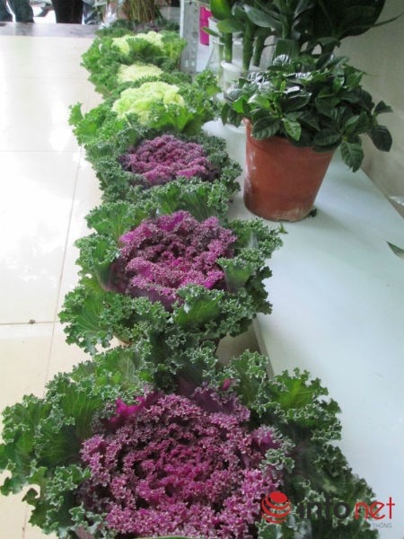 Ngoài củ cải đỏ, bắp cải cảnh cũng là mặt hàng được săn đón, đặt mua trưng bày trong dịp Tết. Cây bắp cải có hai loại là bắp cải tím và bắp cải trắng. Mỗi cây bắp cải có giá 95.000 đồng, nếu cộng tiền chậu dao động từ 140.000- 170.000 đồng/chậu cây bắp cải. Cây bắp cải có hai loại là bắp cải tím và bắp cải trắng.