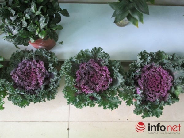 Sắc tím đầy bắt mắt.Nhân viên cửa hàng cho biết, đây là năm đầu tiên cửa hàng bán loại cây này nhưng màu sắc bắt mắt, mới, lạ, với mức giá không quá cao nên được nhiều người chọn mua làm cây cảnh trưng bày trong phòng khách vào dịp Tết.