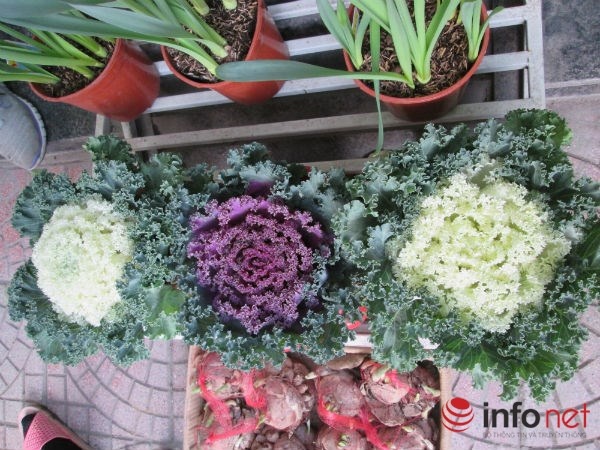 Mỗi cây bắp cải có giá khoảng 95.000 đồng.