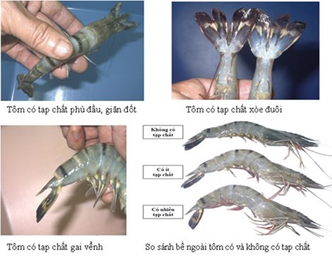 Tôm đã bị bơm hóa chất. Hình minh họa.