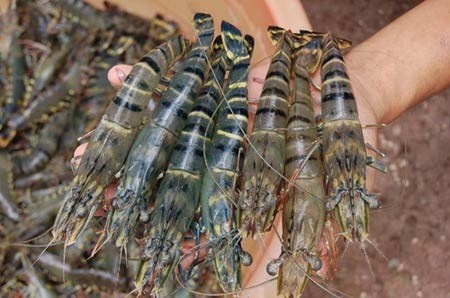 Tôm tươi, ngon là tôm còn sống, vỏ sáng bóng, còn nguyên chân, càng. Hình minh họa.