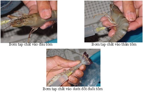 Tạp chất được bơm vào tôm qua đầu, thân và đuôi. Hình minh họa.