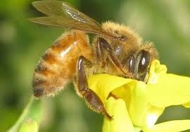 Vi sao mat ong co nhieu muc gia chenh lech? hinh anh