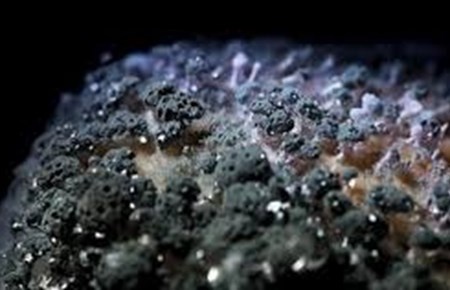 Nam moc nam men co nguy co gay ung thu hinh anh