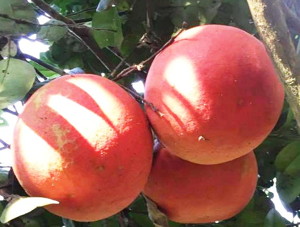 120.000 dong/qua buoi tien vua mau do bay mam ngu qua Tet hinh anh