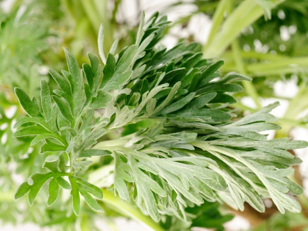 Ngải cứu: Chống giun đũa, giun sán và các loại giun khác. Bạn có thể sử dụng chúng như một loại trà, cách tốt nhất là sử dụng ngải cứu ở dạng tinh dầu.