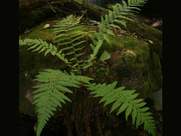 Dương xỉ: Nếu sử dụng dương xỉ đúng số lượng sẽ giúp bạn loại bỏ được ký sinh trùng ra khỏi cơ thể. Tuy nhiên, bạn nên tham khảo ý kiến của bác sĩ trước khi sử dụng loại cây này.