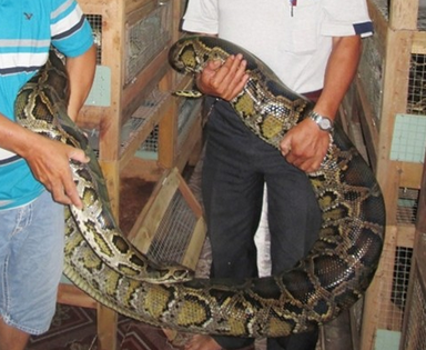 Nuoi tran tren dem lot sinh hoc thu tien ty hinh anh