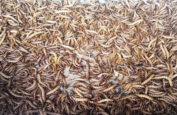 Nhung nguy co tu buon ban sau bo, dong vat la hinh anh