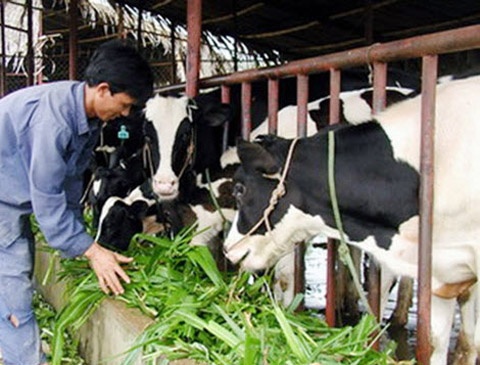 Nha ngheo do sua hinh anh