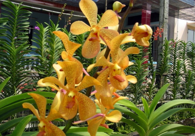 Lan mokara - khó ra nụ khi tiết trời se lạnh.