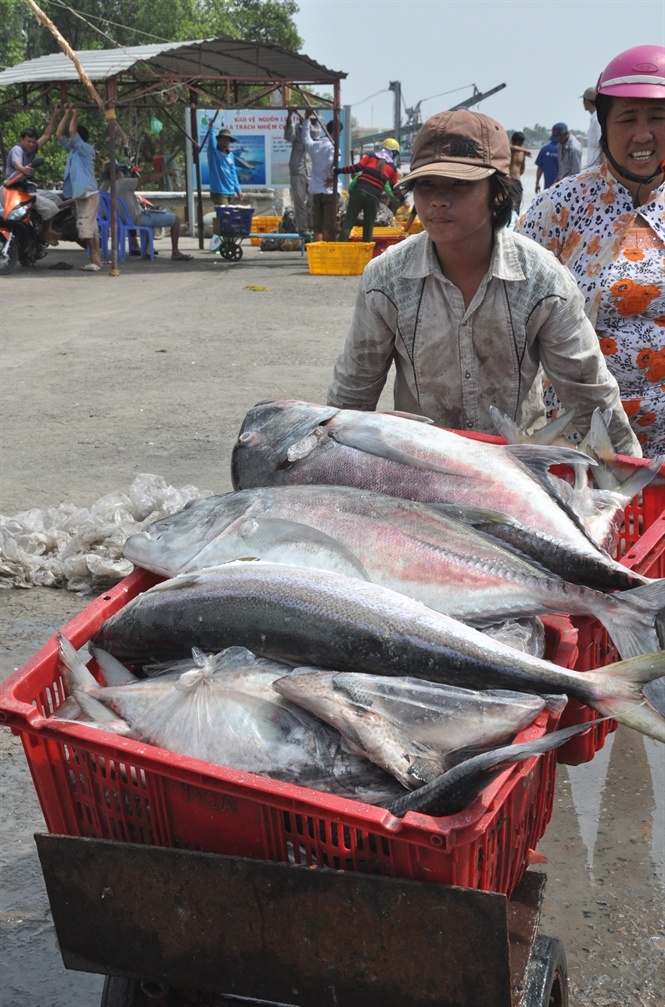 Tất cả mặt hàng cá, tôm đều tiêu thụ thuận lợi... Đọc thêm tại: http://nongnghiep.vn/loc-bien-dau-nam-post138057.html | NongNghiep.vn