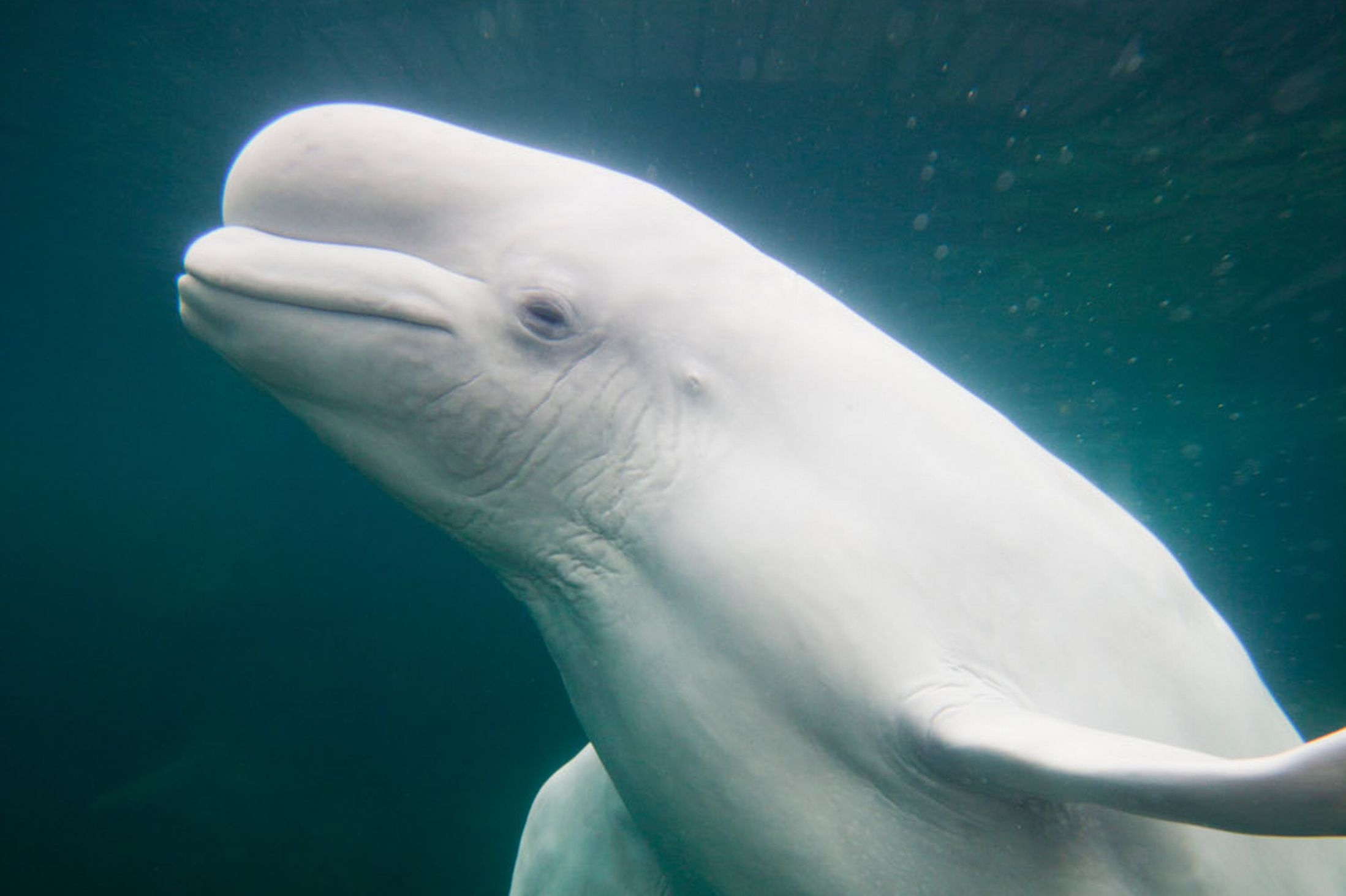 Cá voi beluga thực sự.