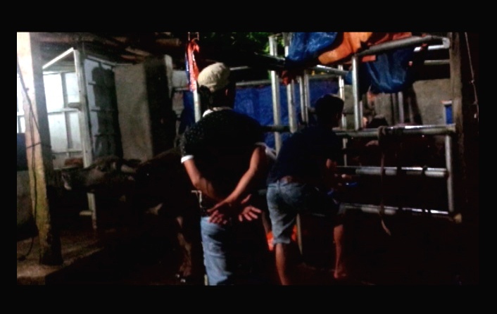 Với sự hỗ trợ của chủ lò, các lái bò đang tiến hành bơm nước vào bò.