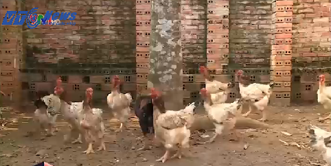 Chua Tet, ga Dong Tao tien trieu da chay hang hinh anh