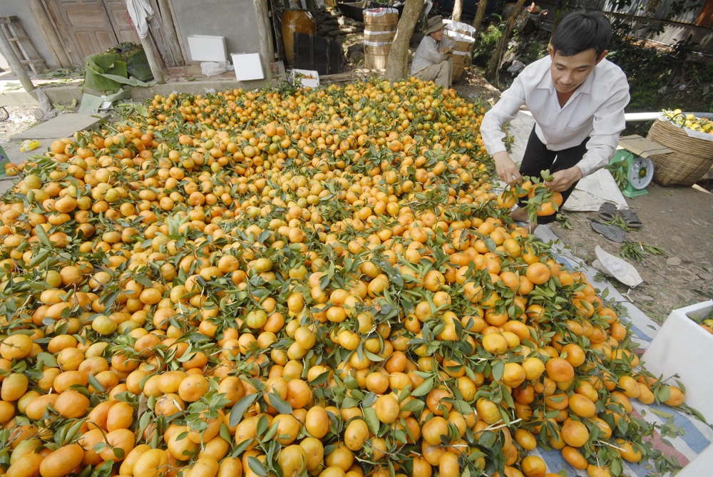 Dự kiến năm nay giá quýt hồng miền Tây trúng mùa được giá cao.     Ảnh Ngọc Trinh.