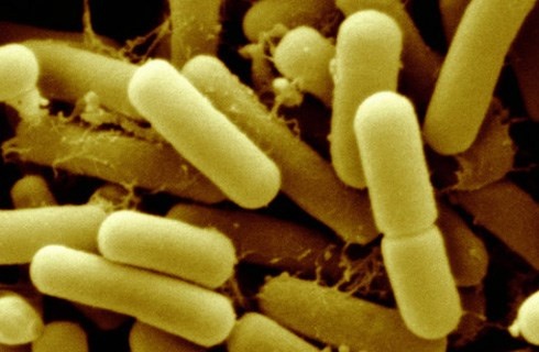 Sử dụng lợi khuẩn Probiotics. Một số người bị mụn trứng cá do có axit trong dạ dày có nguy cơ dẫn đến sự mất cân bằng của vi khuẩn. Vì vậy, hãy thử sử dụng lợi khuẩn Probiotics để tìm lại sự cân bằng trong đường ruột. Probiotics là những vi khuẩn hoặc nấm men giúp ích cho điều này cực tốt.