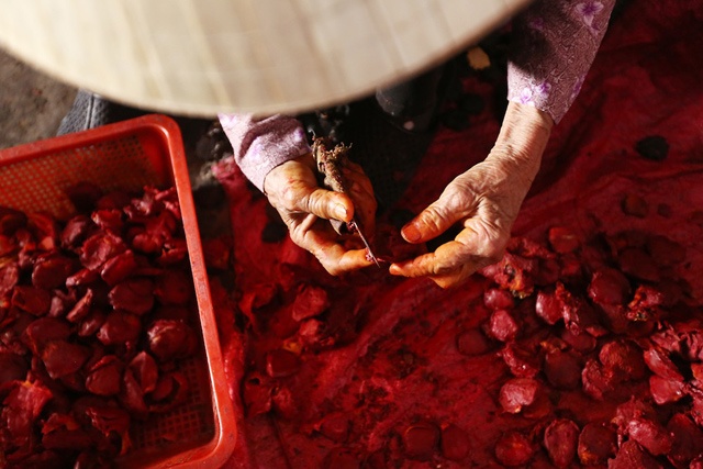 Giống gấc ta ít hạt dầy cùi, nên người dân đã đổi sang trồng loại gấc lai giống Mỹ.