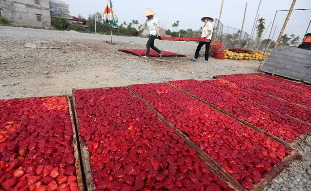 Tại xã Thanh Thủy có đến hàng chục hộ thu mua gấc sơ chế lấy thịt gấc và hạt.