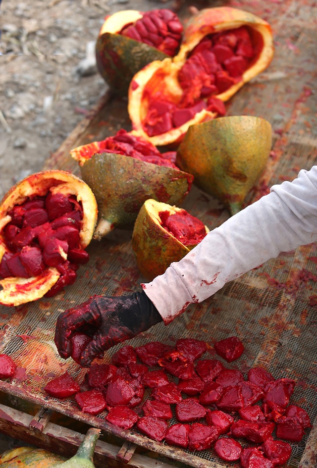 Giá gấc được thu mua thời điểm này là 9.000 đồng/kg, vào thời điểm khan hiếm như tết và rằm tháng Giêng lên tới 30.000 đồng/kg. 