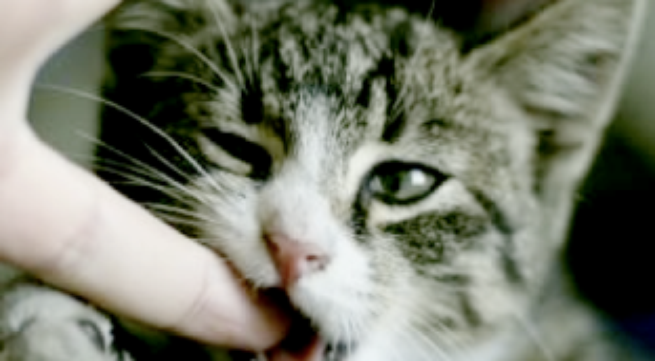 Meo can co can tiem phong dai? hinh anh