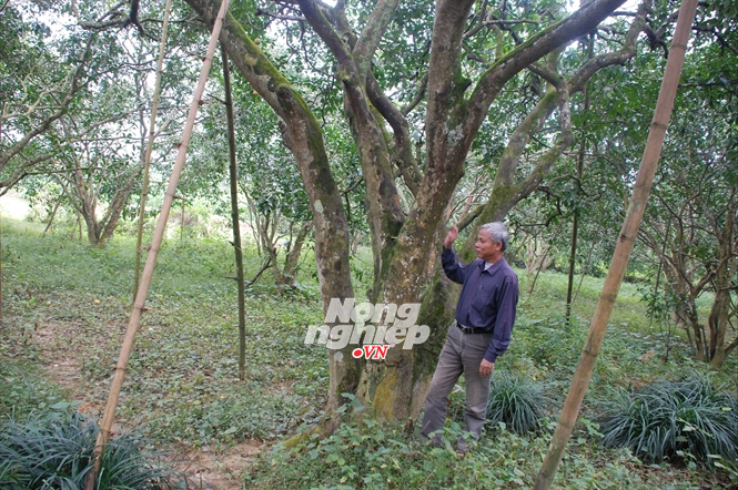 Vườn bưởi thu hoạch cả trăm triệu đồng... Đọc thêm tại: http://nongnghiep.vn/xa-thu-30-ty-tu-buoi-post138225.html | NongNghiep.vn